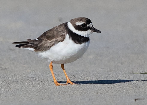 Common Ringed Plover